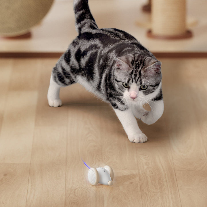 Pixie Mouse Interactive Toy - SMART HOME SHOP
