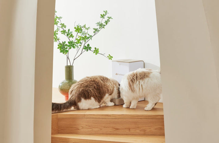 SNOW+ Automatic Pet Feeder - SMART HOME SHOP